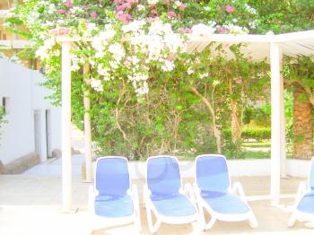 Chairs for Taking Sun  Baths. White Pink Flowers on the Roof.