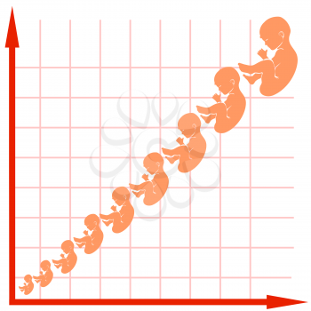 Human Fetus Growth Chart Isolated on White Background