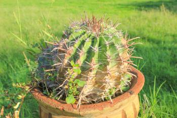 Cactus in clay pot at sun light