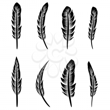 Feather Silhouette Collection Isolated on White Background