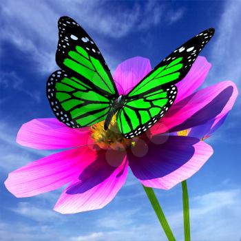 Beautiful Cosmos Flower and butterfly against the sky
