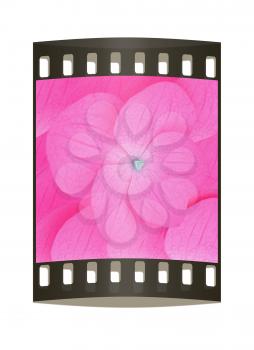 Flowers beautiful petals pink background. The film strip