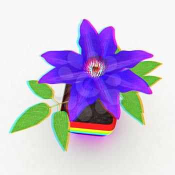 Clematis a beautiful flower in the colorful pot. 3D illustration. Anaglyph. View with red/cyan glasses to see in 3D.