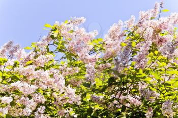 Summer photo of many pink flowers with blue sky