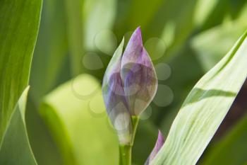 Summer photo of violet flower on green background