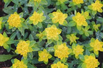 Summer image of yellow flower on green background