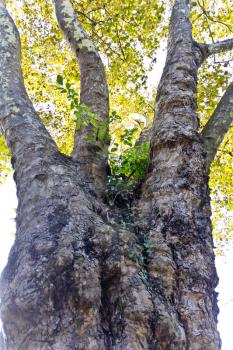 Vertical photo of the brown texture stem tree