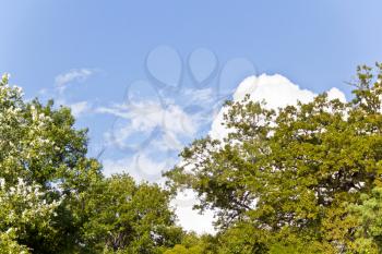 Summer blue sky with white cloud and green trees