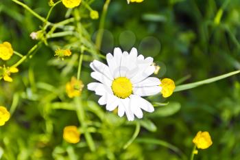 Summer meadow in sun light with white chamomile