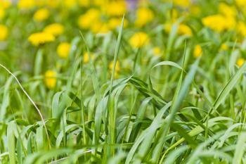 Saturate green grass texture and yelow dandelions backgrounds
