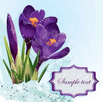 Royalty Free Clipart Image of a Purple Crocus Background