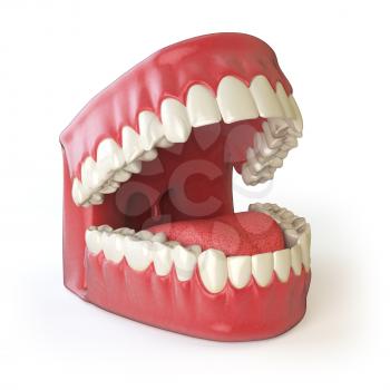 Teeth or dentures isolated on white. Open human mouth upper and lower jaw. 3d illustration