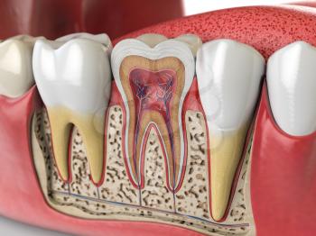 Human teeth anatomy. Cross section of  human tooth. 3d illustration