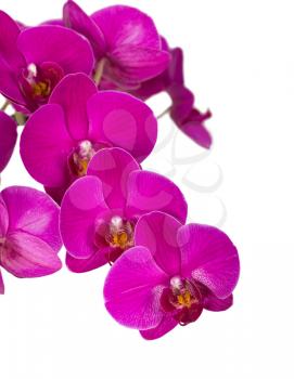 Violet orchid flowers, isolated on white. Floral background.