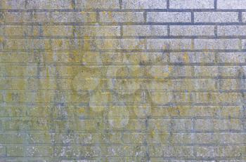 Moldy brick wall texture. Brick wall with green mold pattern.