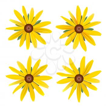 Set of isolated buds yellow Daisy with leaves. Vector colorful flowers on white background. Template for for t-shirt, fashion, prints and other design.