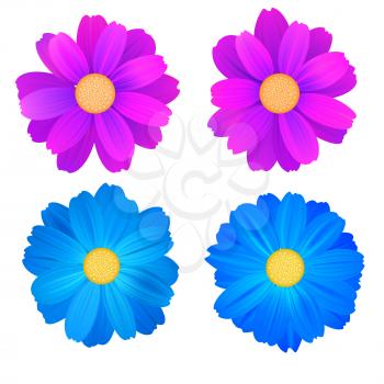 Set of isolated buds of flowers, blue and purple gerbera. Vector colorful flowers on white background. Template for for t-shirt, fashion, prints and other design.