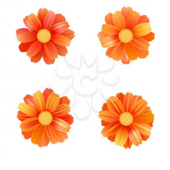 Set of isolated yellow gerbera or daisy. Vector colorful flowers on white background. Template for for t-shirt, fashion, prints and other design.