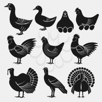 Poultry silhouettes set. Domestic fowls icons. vector illustration - eps 8