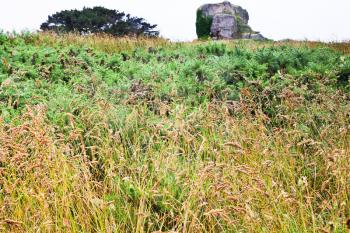 wild grasses on the Atlantic coast of Brittany