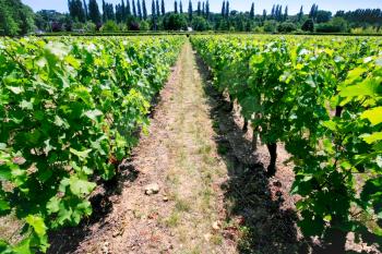 vine beds at vineyard in Val de Loire, France