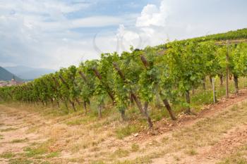 corner of vineyard in Alsace, France