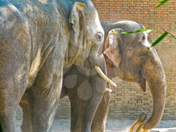  Indian elephants couple in Berlin Zoo outdoor