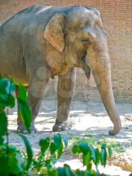 Indian elephant in Berlin Zoo outdoor