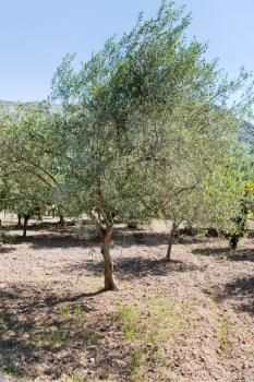 olive tree in Sicilian garden