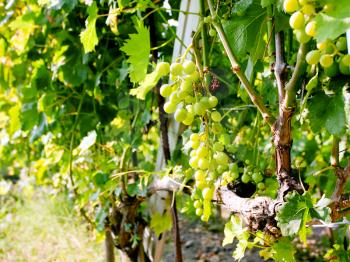 bunch of white grapes in wine region Etna, Sicily