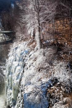 frozen tree on mountain cliff