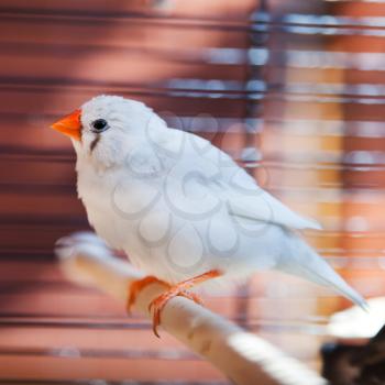 white Cut-throat Finch bird in cage
