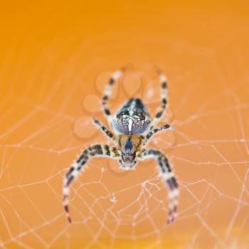 top view of Araneus spider at cobweb close up