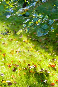 green twig and sunlit lawn with fallen leaves in autumn morning