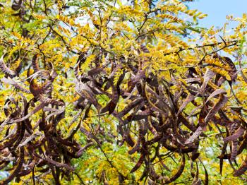 dried seed pods on acacia tree close up in autumn day
