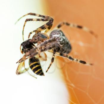 Araneus spider sucks captured wasp close up
