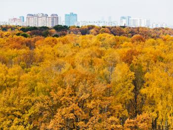 yellow autumn forest and urban building on horizon
