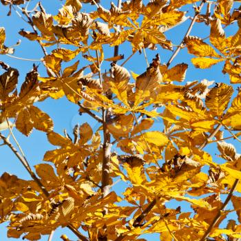 branch of horse chestnut tree with yellow leaves in sunny autumn day