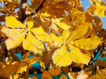 yellow leaves of horse chestnut tree in sunny autumn day close up