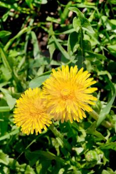 yellow dandelion flowers on green grass in sunny day close up