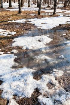 frozen snow melting puddles in spring forest in cold morning