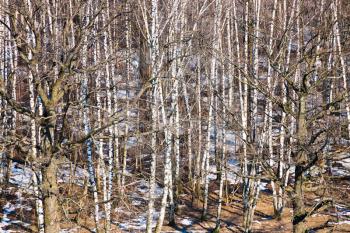 bare trees and melting snow in spring forest