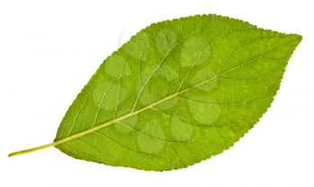 back side of plum tree green leaf isolated on white background