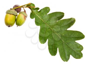 oak leaf and few acorns isolated on white background