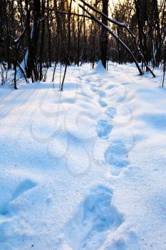 step traces in deep blue snow at early sunset in winter forest