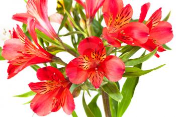 several red alstroemeria flowers isolated on white background