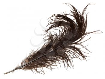 hard ostrich feather on white background close up
