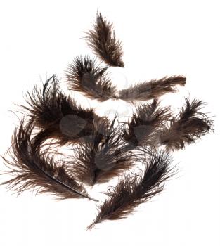 many ostrich feathers on white background close up