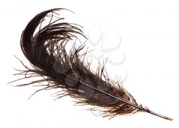 dove-coloured ostrich feather on white background close up