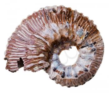 stone ammonite shell isolated on white background
